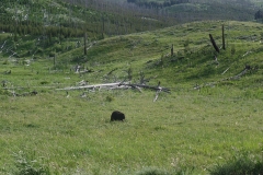 Yellowstone bears