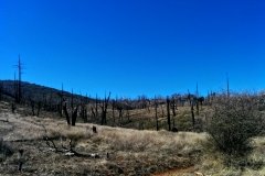 Cuyamaca Rancho State Park burnt trees