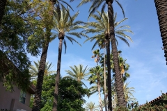 golden-village-palms-rv-resort-palm-trees