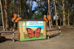 pismo beach monarch butterfly
